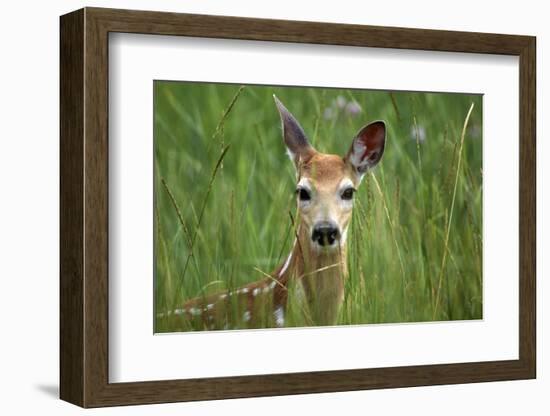White-Tailed Deer Fawn in Tall Grass, National Bison Range, Montana, Usa-John Barger-Framed Photographic Print