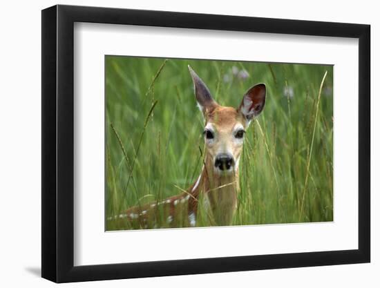 White-Tailed Deer Fawn in Tall Grass, National Bison Range, Montana, Usa-John Barger-Framed Photographic Print