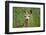 White-Tailed Deer Fawn in Tall Grass, National Bison Range, Montana, Usa-John Barger-Framed Photographic Print