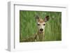 White-Tailed Deer Fawn in Tall Grass, National Bison Range, Montana, Usa-John Barger-Framed Photographic Print