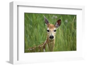 White-Tailed Deer Fawn in Tall Grass, National Bison Range, Montana, Usa-John Barger-Framed Photographic Print