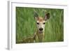 White-Tailed Deer Fawn in Tall Grass, National Bison Range, Montana, Usa-John Barger-Framed Photographic Print