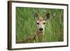 White-Tailed Deer Fawn in Tall Grass, National Bison Range, Montana, Usa-John Barger-Framed Photographic Print