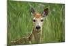 White-Tailed Deer Fawn in Tall Grass, National Bison Range, Montana, Usa-John Barger-Mounted Photographic Print