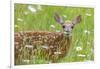 White-tailed deer fawn, standing among wildflowers, USA-George Sanker-Framed Photographic Print