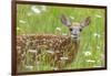 White-tailed deer fawn, standing among wildflowers, USA-George Sanker-Framed Photographic Print