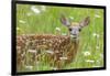 White-tailed deer fawn, standing among wildflowers, USA-George Sanker-Framed Photographic Print