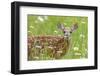 White-tailed deer fawn, standing among wildflowers, USA-George Sanker-Framed Photographic Print