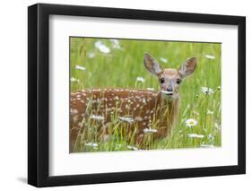 White-tailed deer fawn, standing among wildflowers, USA-George Sanker-Framed Photographic Print