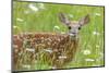 White-tailed deer fawn, standing among wildflowers, USA-George Sanker-Mounted Photographic Print