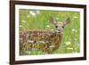 White-tailed deer fawn, standing among wildflowers, USA-George Sanker-Framed Photographic Print