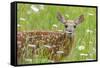 White-tailed deer fawn, standing among wildflowers, USA-George Sanker-Framed Stretched Canvas