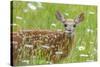 White-tailed deer fawn, standing among wildflowers, USA-George Sanker-Stretched Canvas