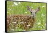 White-tailed deer fawn, standing among wildflowers, USA-George Sanker-Framed Stretched Canvas