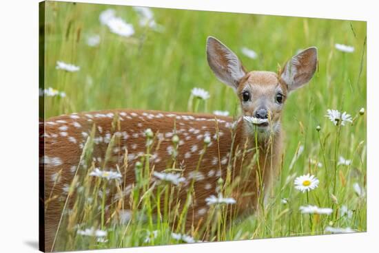 White-tailed deer fawn, standing among wildflowers, USA-George Sanker-Stretched Canvas