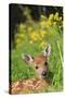 White-Tailed Deer Fawn-null-Stretched Canvas