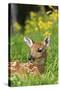 White-Tailed Deer Fawn-null-Stretched Canvas