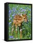 White-Tailed Deer Fawn-null-Framed Stretched Canvas