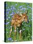 White-Tailed Deer Fawn-null-Stretched Canvas