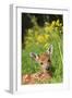White-Tailed Deer Fawn-null-Framed Photographic Print