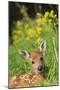 White-Tailed Deer Fawn-null-Mounted Photographic Print