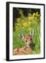 White-Tailed Deer Fawn-null-Framed Photographic Print