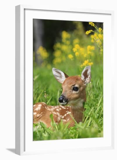 White-Tailed Deer Fawn-null-Framed Photographic Print