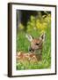 White-Tailed Deer Fawn-null-Framed Photographic Print