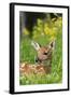 White-Tailed Deer Fawn-null-Framed Photographic Print