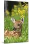 White-Tailed Deer Fawn-null-Mounted Photographic Print