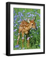 White-Tailed Deer Fawn-null-Framed Photographic Print