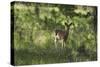 White-Tailed Deer in a Forest of the Black Hills, South Dakota-null-Stretched Canvas