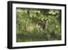 White-Tailed Deer in a Forest of the Black Hills, South Dakota-null-Framed Photographic Print