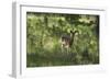 White-Tailed Deer in a Forest of the Black Hills, South Dakota-null-Framed Photographic Print