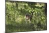 White-Tailed Deer in a Forest of the Black Hills, South Dakota-null-Mounted Photographic Print