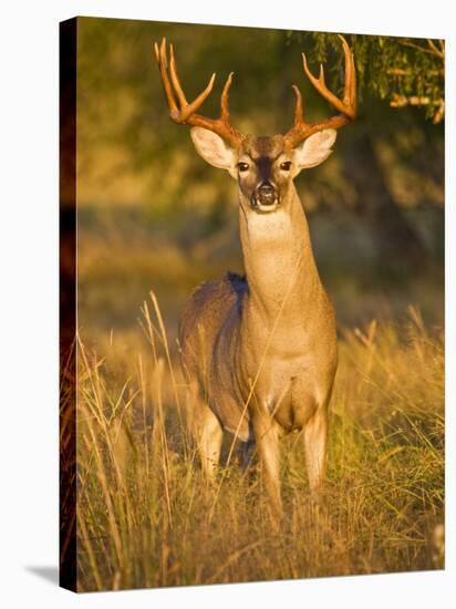 White-Tailed Deer in Autumn, South Texas, USA-Larry Ditto-Stretched Canvas