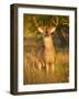 White-Tailed Deer in Autumn, South Texas, USA-Larry Ditto-Framed Photographic Print