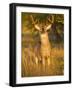 White-Tailed Deer in Autumn, South Texas, USA-Larry Ditto-Framed Photographic Print