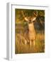 White-Tailed Deer in Autumn, South Texas, USA-Larry Ditto-Framed Photographic Print