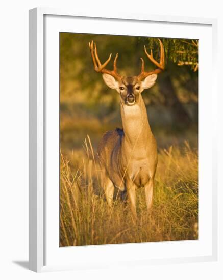 White-Tailed Deer in Autumn, South Texas, USA-Larry Ditto-Framed Photographic Print