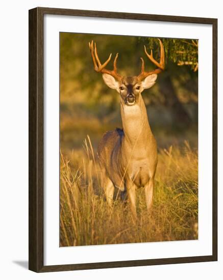 White-Tailed Deer in Autumn, South Texas, USA-Larry Ditto-Framed Photographic Print