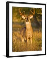 White-Tailed Deer in Autumn, South Texas, USA-Larry Ditto-Framed Photographic Print