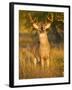 White-Tailed Deer in Autumn, South Texas, USA-Larry Ditto-Framed Photographic Print