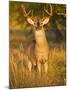 White-Tailed Deer in Autumn, South Texas, USA-Larry Ditto-Mounted Photographic Print