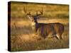 White-Tailed Deer in Autumn, South Texas, USA-Larry Ditto-Stretched Canvas