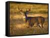 White-Tailed Deer in Autumn, South Texas, USA-Larry Ditto-Framed Stretched Canvas