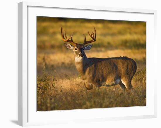 White-Tailed Deer in Autumn, South Texas, USA-Larry Ditto-Framed Photographic Print