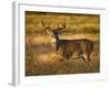 White-Tailed Deer in Autumn, South Texas, USA-Larry Ditto-Framed Photographic Print