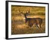White-Tailed Deer in Autumn, South Texas, USA-Larry Ditto-Framed Photographic Print