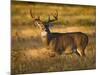 White-Tailed Deer in Autumn, South Texas, USA-Larry Ditto-Mounted Photographic Print